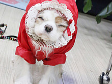ヘアーエステ甲看板犬